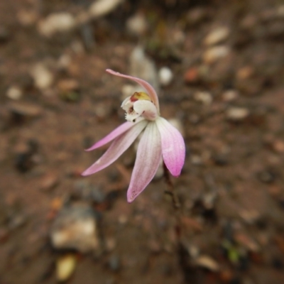 Caladenia fuscata (Dusky Fingers) at Aranda Bushland - 1 Oct 2016 by CathB