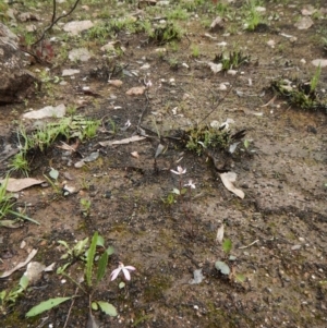 Caladenia fuscata at Undefined Area - suppressed