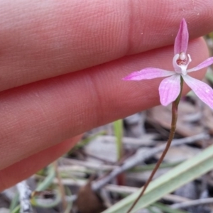 Caladenia fuscata at Point 5834 - 14 Oct 2016