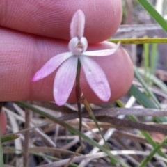 Caladenia fuscata at Point 5834 - 14 Oct 2016