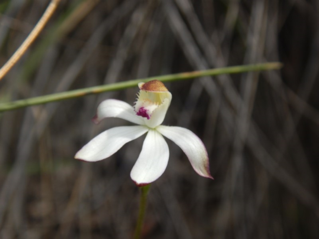 Caladenia moschata at Canberra Central, ACT - 16 Oct 2016
