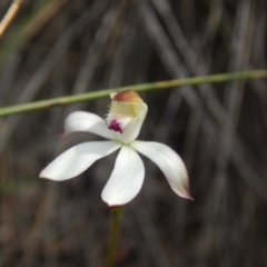 Caladenia moschata (Musky caps) at Point 4712 - 16 Oct 2016 by MichaelMulvaney