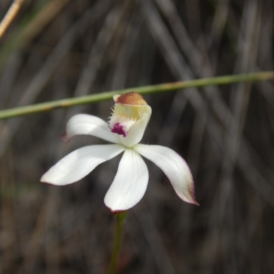 Caladenia moschata (Musky Caps) at Canberra Central, ACT - 16 Oct 2016 by MichaelMulvaney