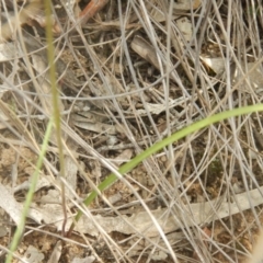 Caladenia moschata at Undefined Area - suppressed