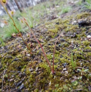 Caladenia sp. at Point 3852 - 1 Oct 2016