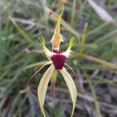 Caladenia atrovespa (Green-comb Spider Orchid) at Black Mountain - 13 Oct 2016 by NickWilson
