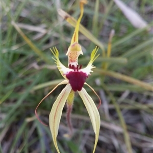 Caladenia atrovespa at Point 5834 - 14 Oct 2016