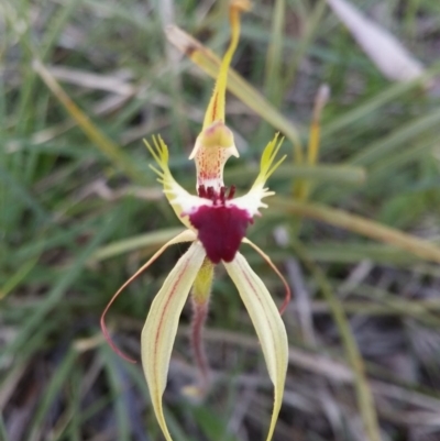 Caladenia atrovespa (Green-comb Spider Orchid) at Point 5834 - 13 Oct 2016 by NickWilson