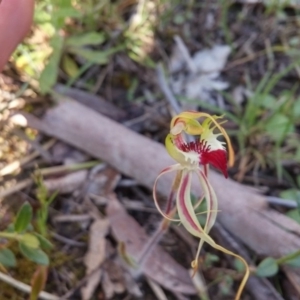 Caladenia atrovespa at Point 5834 - 14 Oct 2016