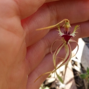 Caladenia atrovespa at Point 5834 - 14 Oct 2016