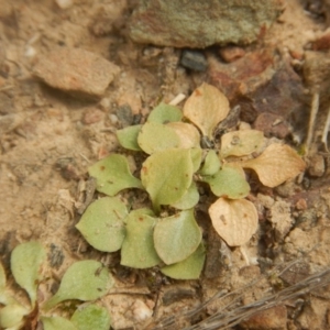 Speculantha rubescens at Point 4712 - suppressed