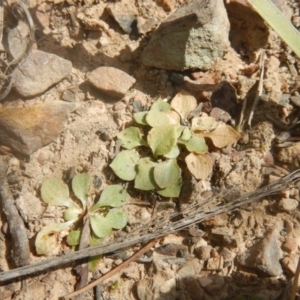 Speculantha rubescens at Undefined Area - suppressed