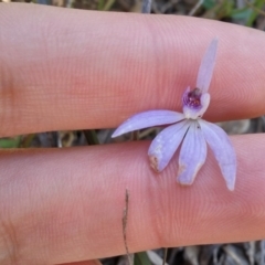 Cyanicula caerulea (Blue Fingers, Blue Fairies) at Black Mountain - 13 Oct 2016 by NickWilson