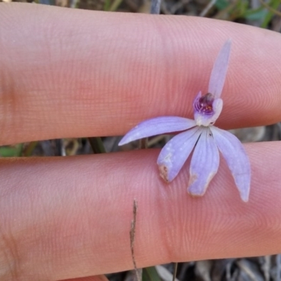 Cyanicula caerulea (Blue Fingers, Blue Fairies) at Black Mountain - 13 Oct 2016 by NickWilson