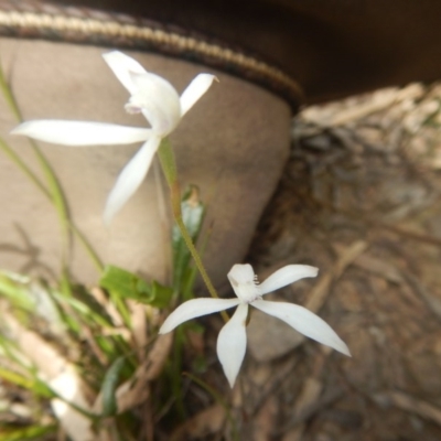 Caladenia ustulata (Brown Caps) at Point 4712 - 16 Oct 2016 by MichaelMulvaney