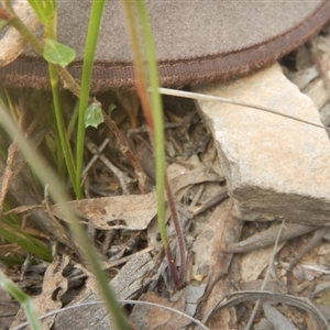 Caladenia ustulata at Point 4712 - suppressed