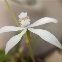 Caladenia ustulata at Point 4712 - suppressed