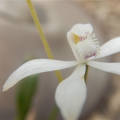 Caladenia ustulata at Point 4712 - 16 Oct 2016