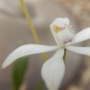 Caladenia ustulata at Point 4712 - suppressed