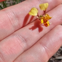 Diuris nigromontana (Black Mountain Leopard Orchid) at Black Mountain - 13 Oct 2016 by NickWilson