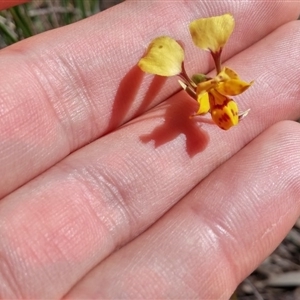 Diuris nigromontana at Undefined Area - suppressed