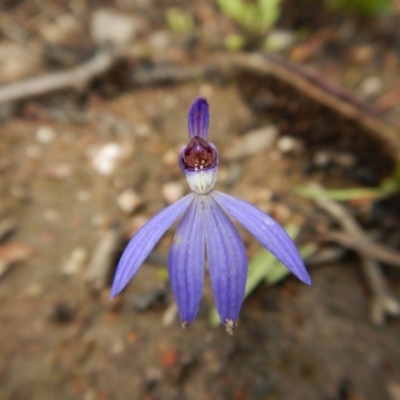 Cyanicula caerulea (Blue Fingers, Blue Fairies) at Aranda Bushland - 1 Oct 2016 by CathB