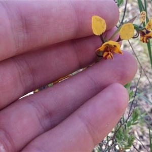 Diuris nigromontana at Point 88 - 14 Oct 2016