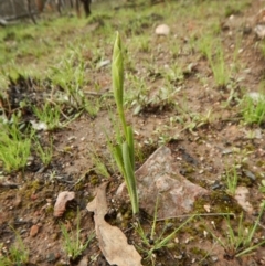 Diuris nigromontana (Black Mountain Leopard Orchid) at Point 3852 - 15 Oct 2016 by CathB