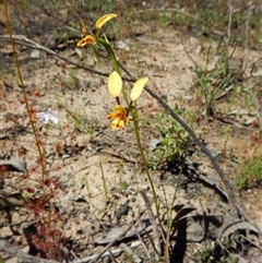 Diuris nigromontana at Undefined Area - suppressed