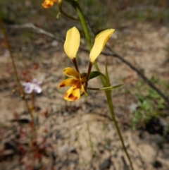 Diuris nigromontana at Undefined Area - suppressed