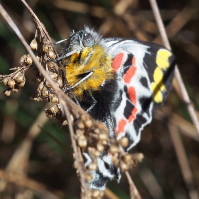 Delias harpalyce (Imperial Jezebel) at Paddys River, ACT - 15 Oct 2016 by David