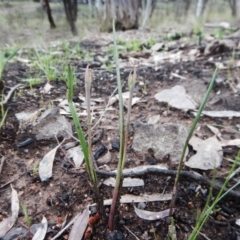 Calochilus sp. (A Beard Orchid) at Aranda, ACT - 1 Oct 2016 by CathB