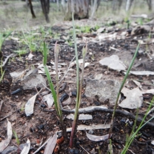 Calochilus sp. at Point 3852 - 1 Oct 2016