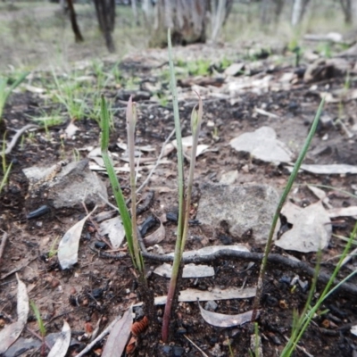 Calochilus sp. (A Beard Orchid) at Point 3852 - 1 Oct 2016 by CathB