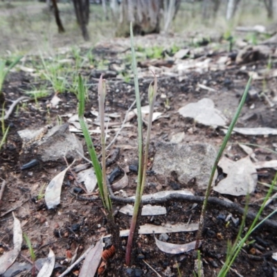 Calochilus sp. (A Beard Orchid) at Aranda Bushland - 1 Oct 2016 by CathB