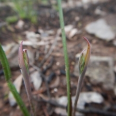 Calochilus sp. at Point 3852 - suppressed