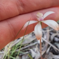 Caladenia ustulata (Brown Caps) at Black Mountain - 14 Oct 2016 by NickWilson