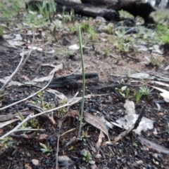 Corunastylis sp. (A Midge Orchid) at Aranda Bushland - 1 Oct 2016 by CathB