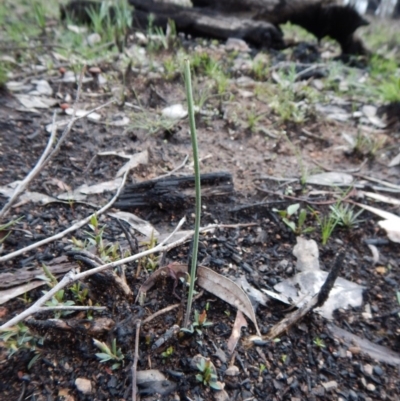 Corunastylis sp. (A Midge Orchid) at Aranda, ACT - 1 Oct 2016 by CathB