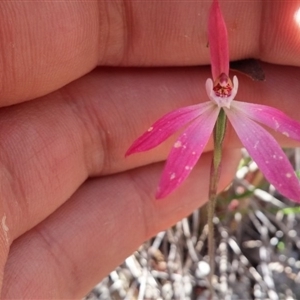 Caladenia fuscata at Point 88 - 14 Oct 2016