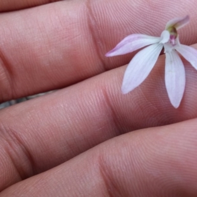 Caladenia fuscata (Dusky Fingers) at Black Mountain - 13 Oct 2016 by NickWilson