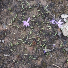 Glossodia major (Wax Lip Orchid) at Aranda Bushland - 1 Oct 2016 by CathB