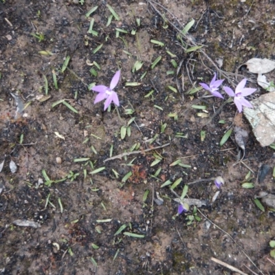 Glossodia major (Wax Lip Orchid) at Aranda Bushland - 1 Oct 2016 by CathB