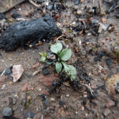Speculantha rubescens (Blushing Tiny Greenhood) at Point 3852 - 1 Oct 2016 by CathB