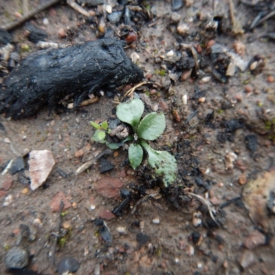 Speculantha rubescens (Blushing Tiny Greenhood) at Aranda Bushland - 1 Oct 2016 by CathB