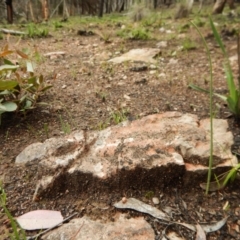 Microtis sp. (Onion Orchid) at Aranda Bushland - 1 Oct 2016 by CathB