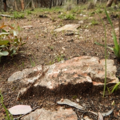 Microtis sp. (Onion Orchid) at Aranda Bushland - 1 Oct 2016 by CathB