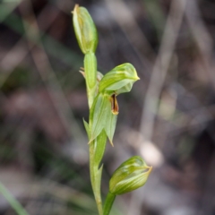 Bunochilus umbrinus (Broad-sepaled Leafy Greenhood) at Black Mountain - 2 Oct 2016 by David