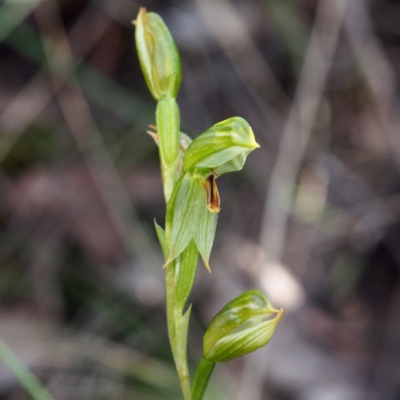 Bunochilus umbrinus (Broad-sepaled Leafy Greenhood) at Black Mountain - 2 Oct 2016 by David