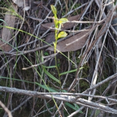 Bunochilus umbrinus (ACT) = Pterostylis umbrina (NSW) at suppressed - suppressed